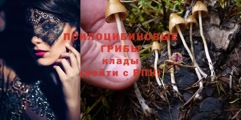 Галлюциногенные грибы Psilocybe  Амурск 